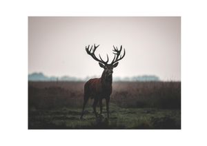 Stag On Field 30x21