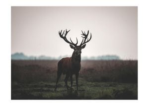 Stag On Field