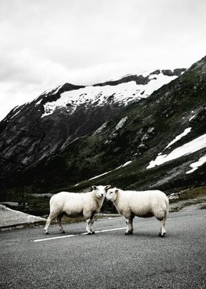 Stray Sheep