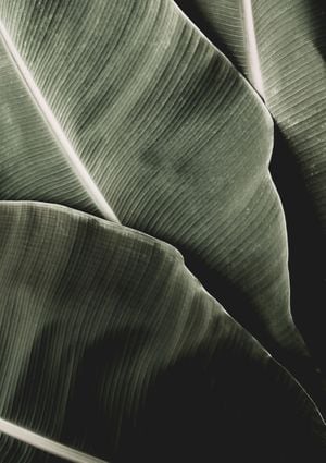 That Is Bananas 2 21x30