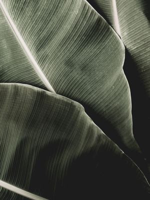 That Is Bananas 2 30x40