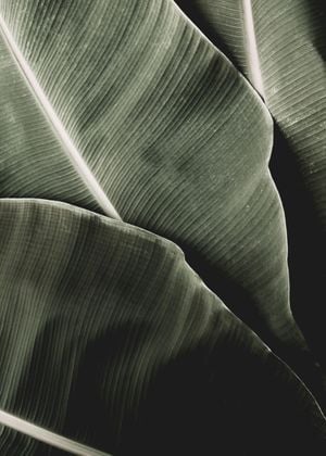 That Is Bananas 2 50x70