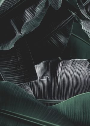 That Is Bananas 50x70