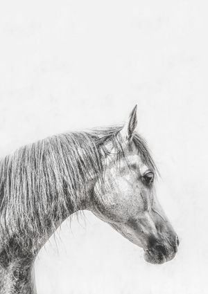 The Grey Horse 21x30