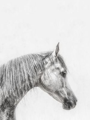 The Grey Horse 30x40