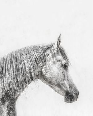 The Grey Horse 40x50