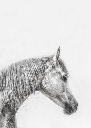 The Grey Horse