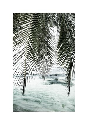 The Palm Curtain 21x30