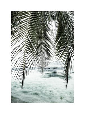 The Palm Curtain 30x40