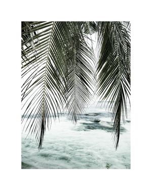 The Palm Curtain 40x50