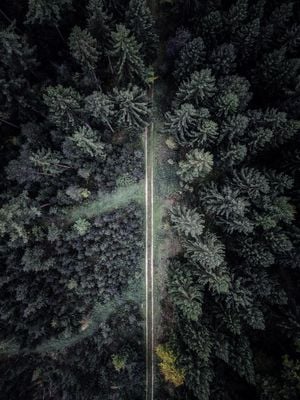 The Road Not Taken 30x40