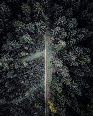 The Road Not Taken 40x50