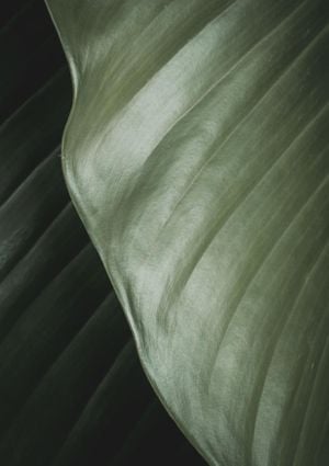 Thick Leaves 2 21x30