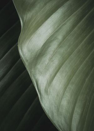 Thick Leaves 2