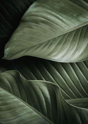 Thick Leaves 50x70