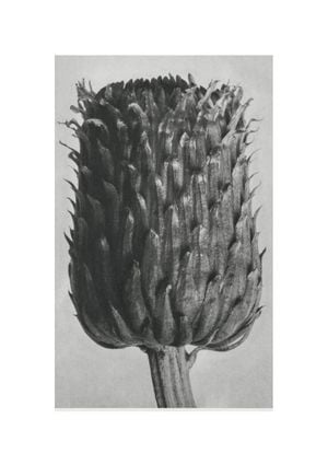 Thistle By Karl Blossfeldt 21x30