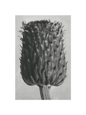 Thistle By Karl Blossfeldt 30x40