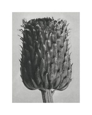 Thistle By Karl Blossfeldt 40x50