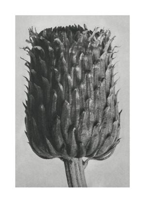 Thistle By Karl Blossfeldt