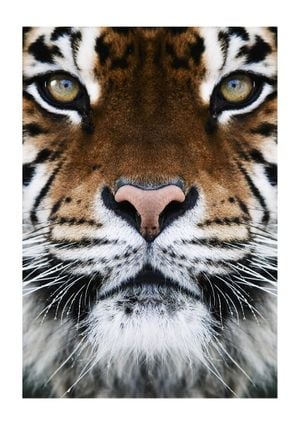 Tiger Front 21x30