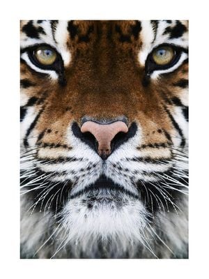 Tiger Front 30x40