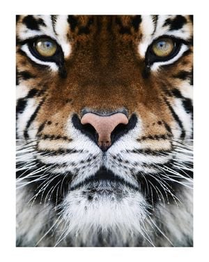 Tiger Front 40x50