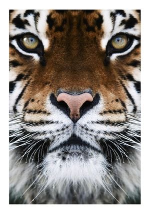 Tiger Front 70x100
