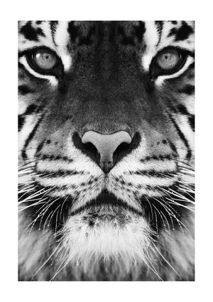 Tiger Front Black And White 21x30