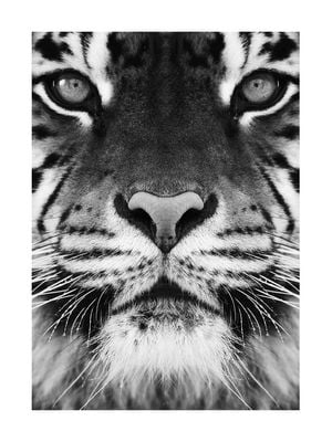 Tiger Front Black And White 30x40