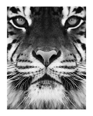 Tiger Front Black And White 40x50