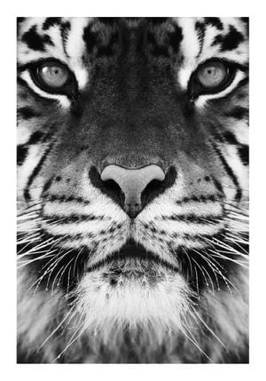 Tiger Front Black And White 70x100