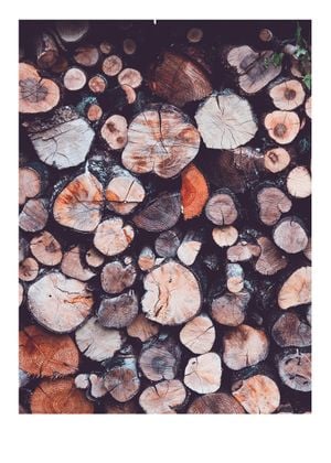 Trees 50x70