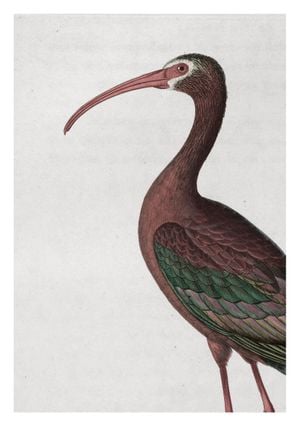 Tropical Bird Vintage 21x30