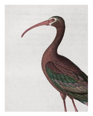 Tropical Bird Vintage 40x50