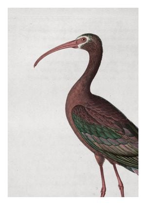 Tropical Bird Vintage