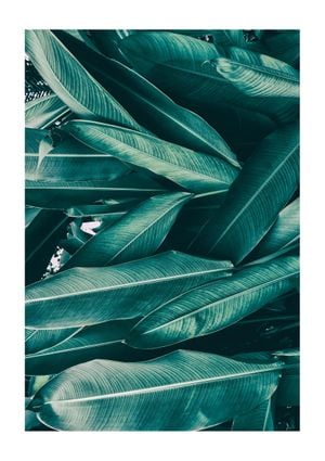 Tropical Leaves 21x30