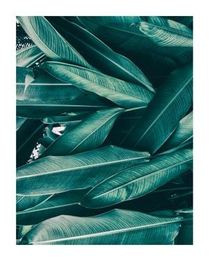 Tropical Leaves 40x50