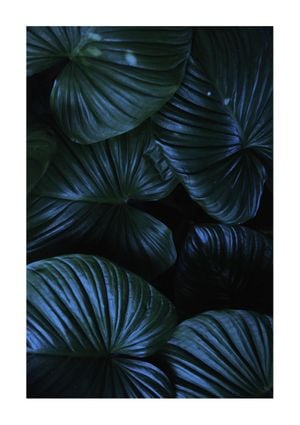 Tropical Night 21x30