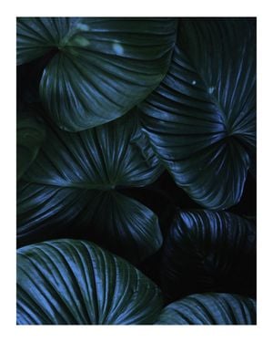 Tropical Night 40x50