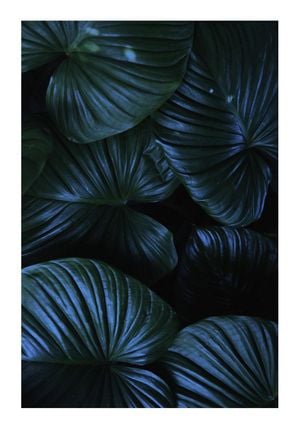 Tropical Night 70x100