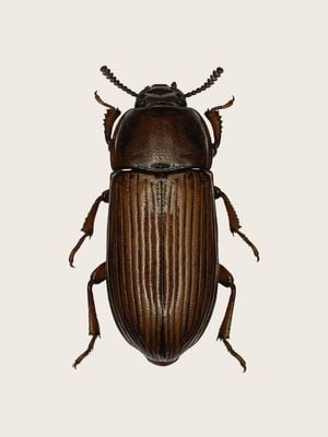 Uloma Culinaris 30x40