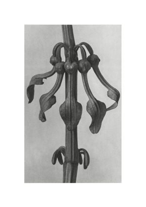 Upright Birth–wort By Karl Blossfeldt 21x30