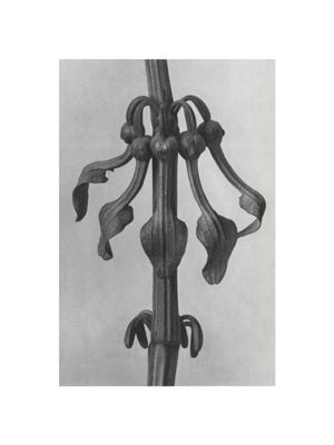 Upright Birth–wort By Karl Blossfeldt 30x40