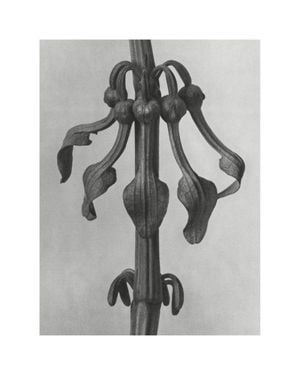 Upright Birth–wort By Karl Blossfeldt 40x50