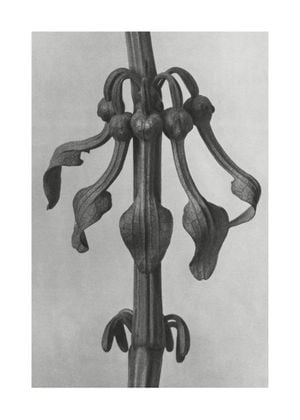 Upright Birth–wort By Karl Blossfeldt