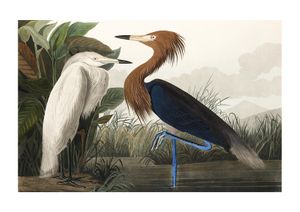 Vintage Bird 2 30x21