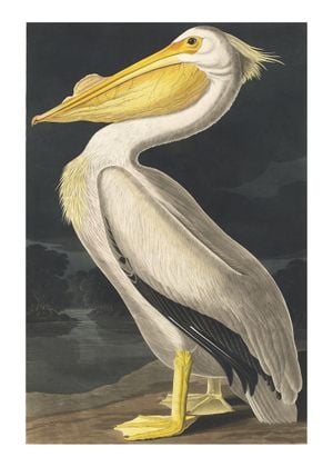Vintage Bird