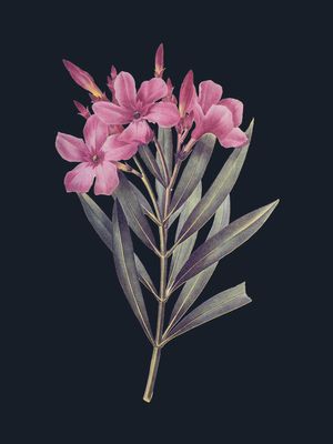 Vintage Flower In Dark 2 30x40