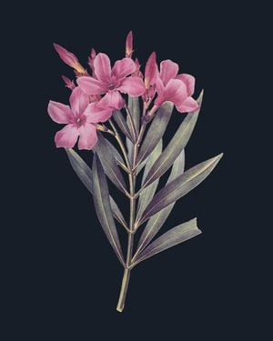 Vintage Flower In Dark 2 40x50