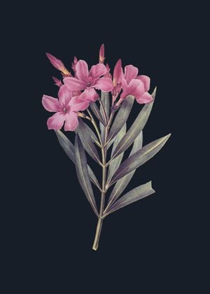 Vintage Flower In Dark 2